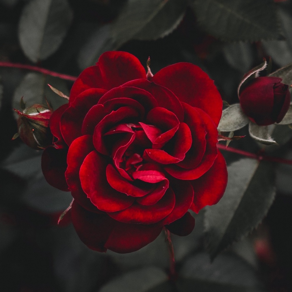 Meet your Posher, Prem